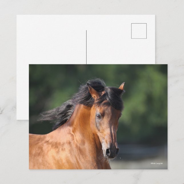 Postal Bob Langrish | Captura de pantalla de Bay Arab (Anverso / Reverso)