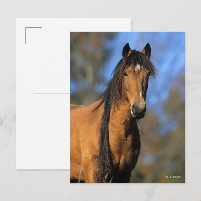 Postal Bob Langrish | Captura de pantalla de Choctaw Pony (Anverso / Reverso)