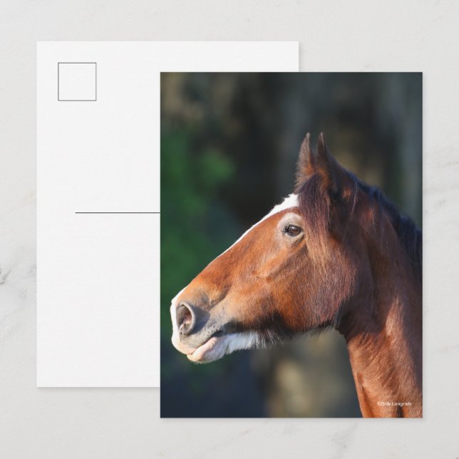 Postal Bob Langrish | Captura de pantalla de Clydesdale (Anverso / Reverso)