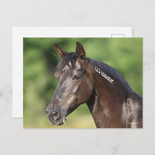 Postal Bob Langrish | Captura de pantalla de Mustang Mare (Anverso / Reverso)