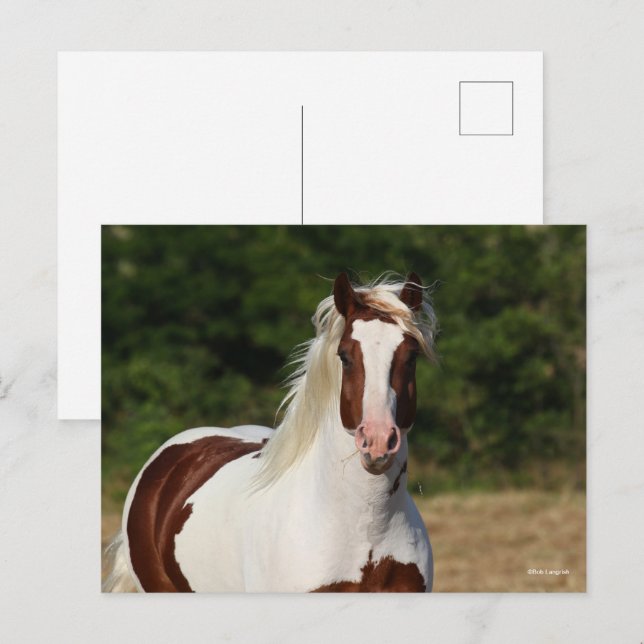 Postal Bob Langrish | Captura de pantalla de Pinto Haflin (Anverso / Reverso)