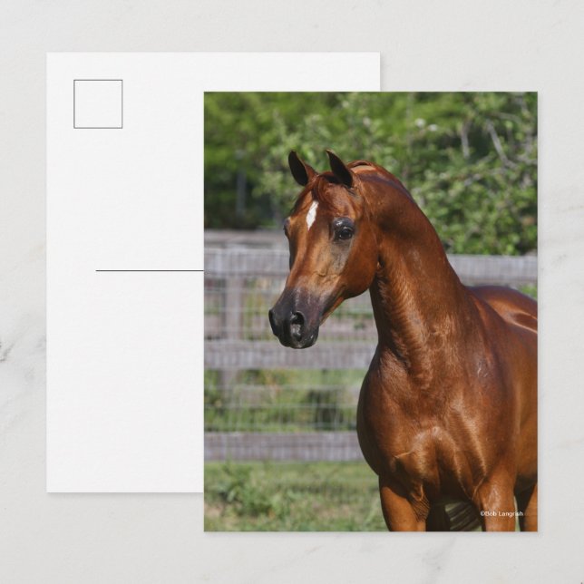 Postal Bob Langrish | Captura de pantalla del Stallion Ár (Anverso / Reverso)