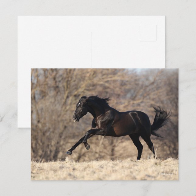 Postal Bob Langrish | Carrera andaluza (Anverso / Reverso)