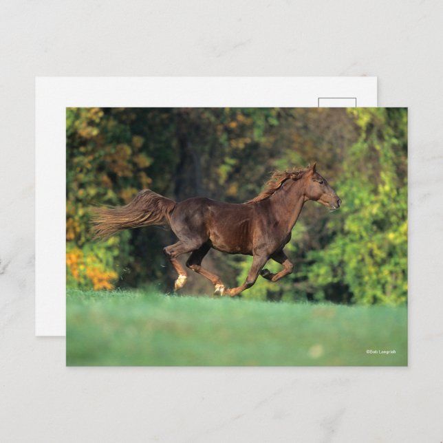 Postal Bob Langrish | Carrera de caballos de Montaña Roco (Anverso / Reverso)