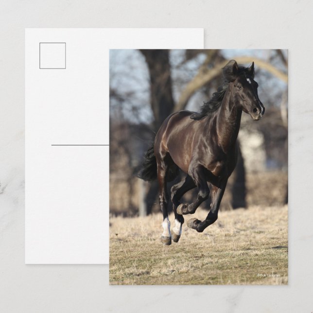 Postal Bob Langrish | Carrera de caballos de raza negra a (Anverso / Reverso)