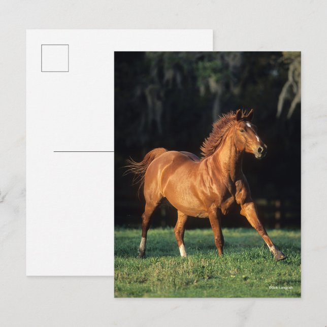 Postal Bob Langrish | Carrera de mango de árbol de castañ (Anverso / Reverso)