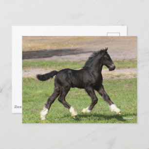 Postal Bob Langrish   Carrera de vainas gitanas negras