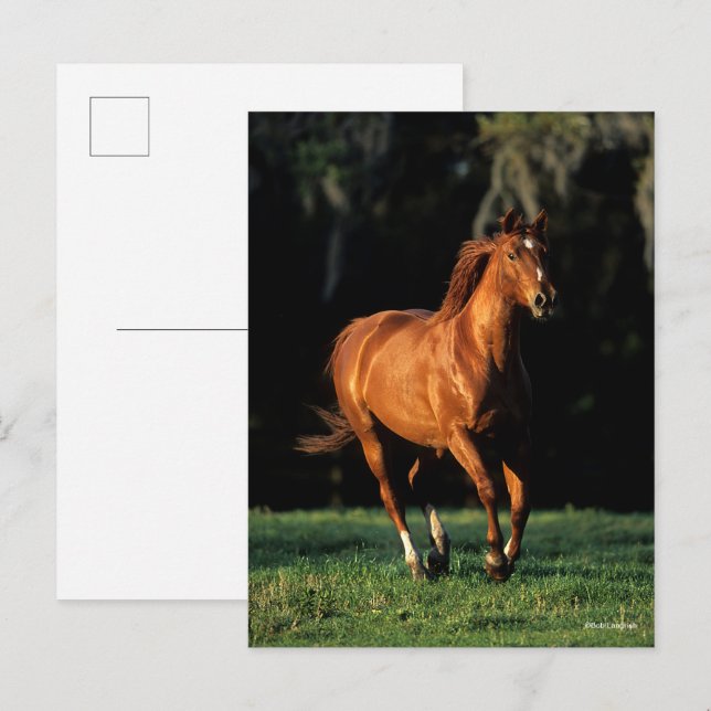 Postal Bob Langrish | Chestnut Warmblood Mare Running (Anverso / Reverso)