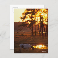 Bob Langrish Chincoteague Caballo Grazando al atar