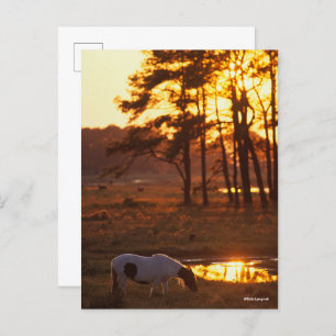 Postal Bob Langrish Chincoteague Caballo Grazando al atar