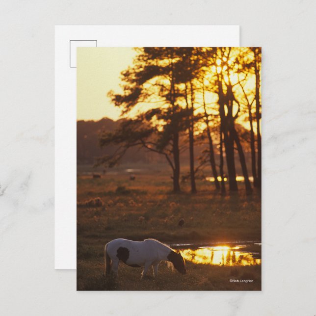 Postal Bob Langrish Chincoteague Caballo Grazando al atar (Anverso / Reverso)