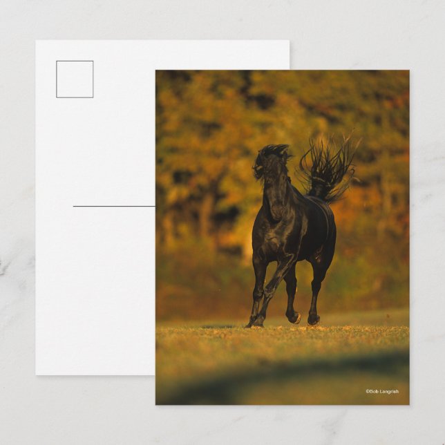 Postal Bob Langrish | Correr frisón negro en otoño (Anverso / Reverso)