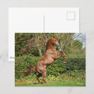 Postal Bob Langrish   Crianza de sementales árabes de cas