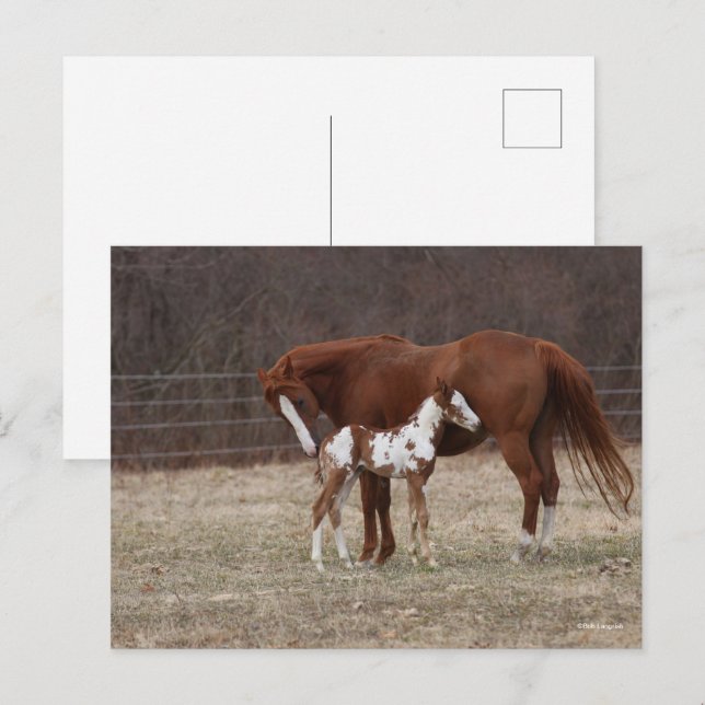 Postal Bob Langrish | Cuarteto de yegua de caballo y pint (Anverso / Reverso)