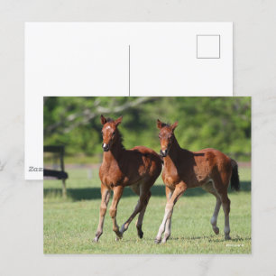 Postal Bob Langrish   Cuartos de caballos juntos