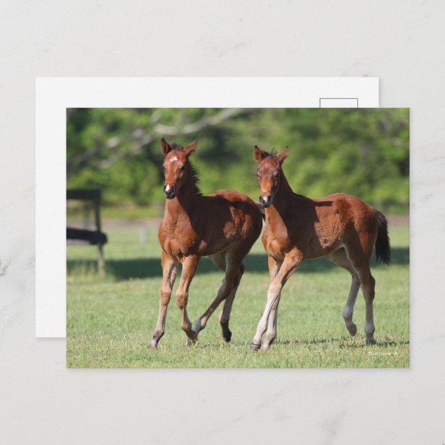 Postal Bob Langrish | Cuartos de caballos juntos (Anverso / Reverso)