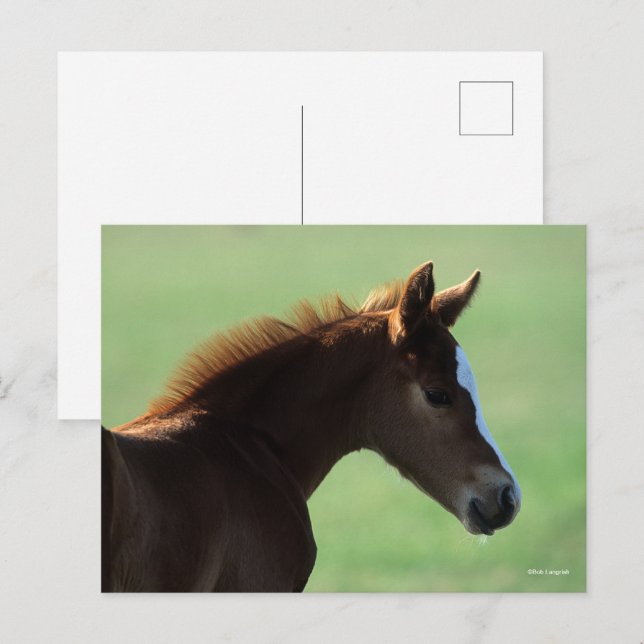 Postal Bob Langrish | Cuartos de Carne de Caballo ilumina (Anverso / Reverso)