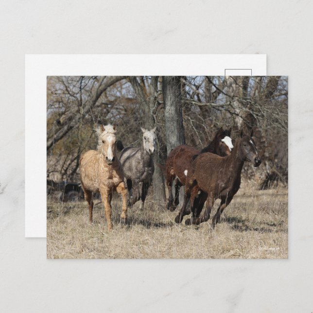 Postal Bob Langrish | Cuatro caballos de Curva de Bashkir (Anverso / Reverso)