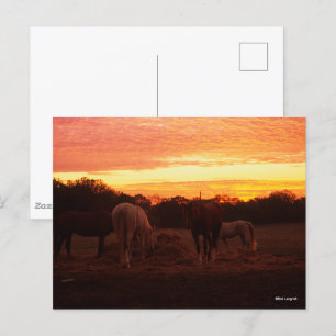 Postal Bob Langrish Cuatro caballos de jadeo al atardec