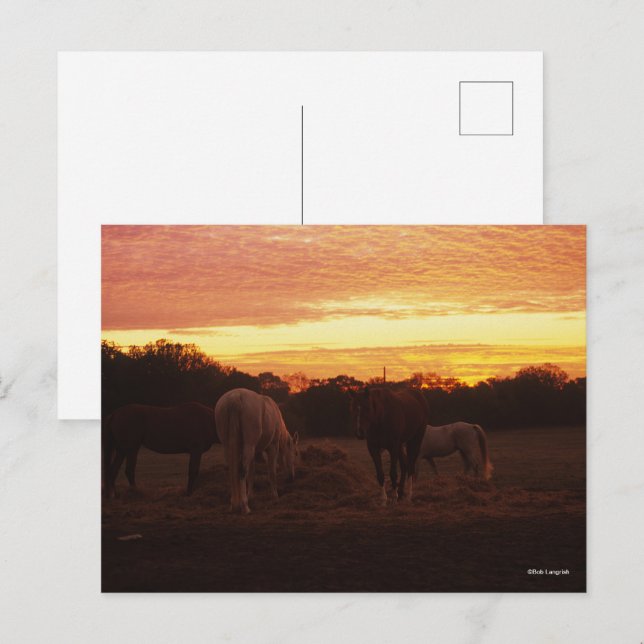 Postal Bob Langrish | Cuatro caballos de jadeo al atardec (Anverso / Reverso)