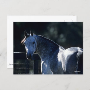 Postal Bob Langrish   Dapple Gray Arab Headshot Backlit