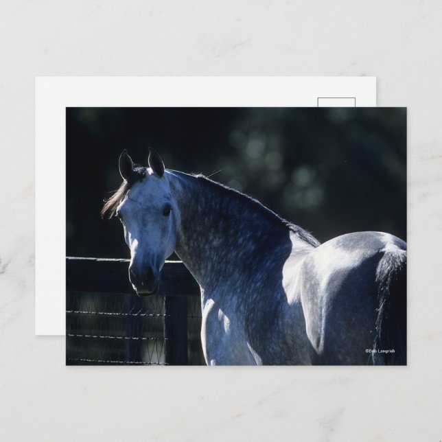 Postal Bob Langrish | Dapple Gray Arab Headshot Backlit (Anverso / Reverso)