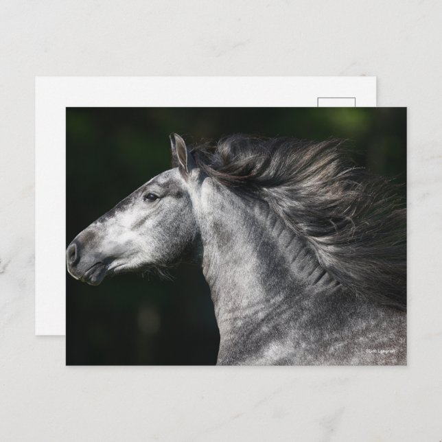 Postal Bob Langrish | Dapple Grey Andalucian headshot (Anverso / Reverso)