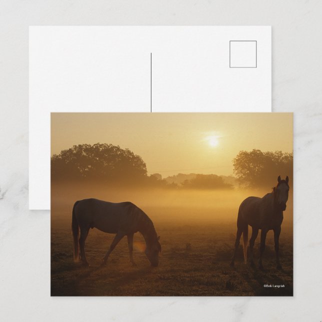 Postal Bob Langrish Dos Árabes De Pie De Puño Al Amanecer (Anverso / Reverso)