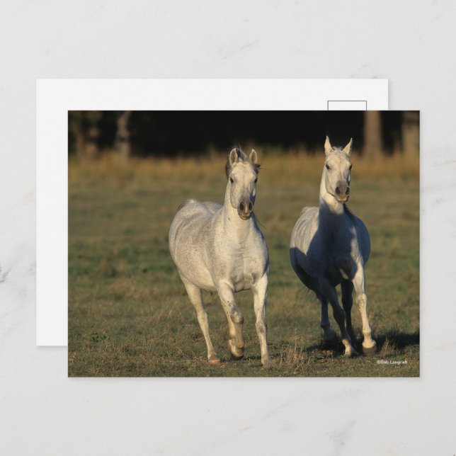 Postal Bob Langrish | Dos árabes grises unidos (Anverso / Reverso)