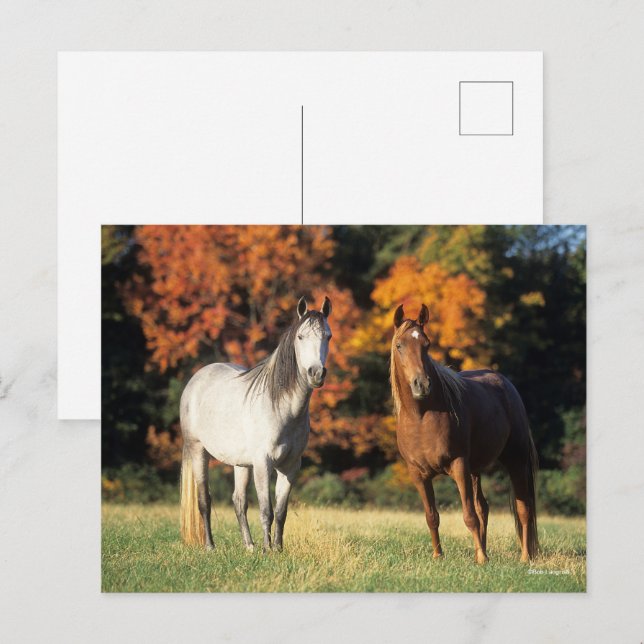 Postal Bob Langrish Dos árabes unidos en campo (Anverso / Reverso)