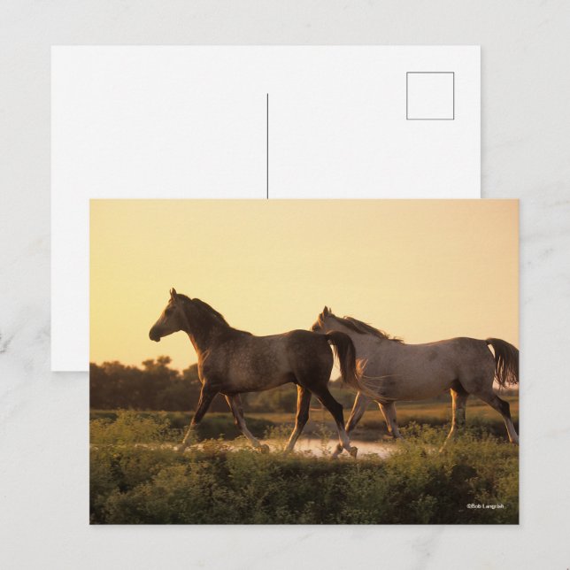 Postal Bob Langrish | Dos caballos árabes caminando al at (Anverso / Reverso)
