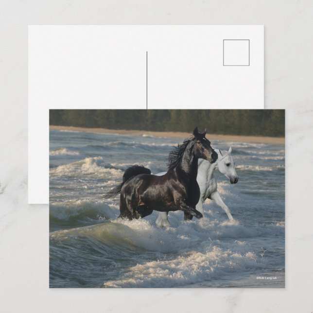 Postal Bob Langrish | Dos Caballos Árabes Caminando Por E (Anverso / Reverso)