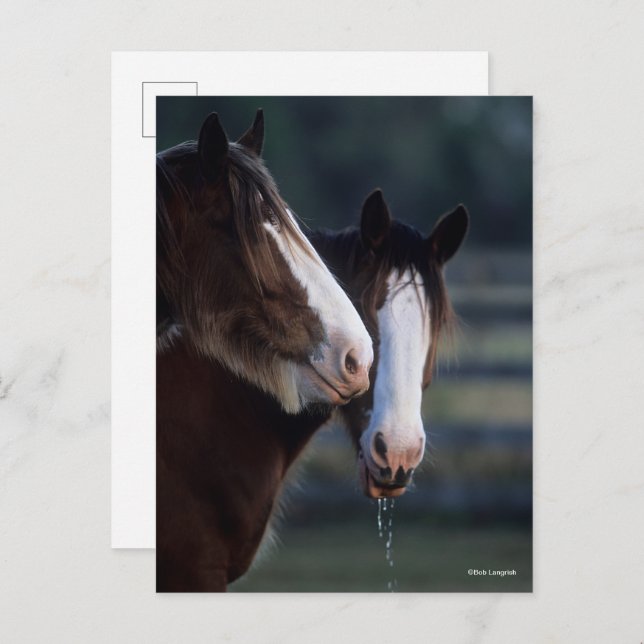 Postal Bob Langrish | Dos Caballos de Clydesdale (Anverso / Reverso)