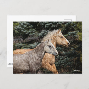 Postal Bob Langrish   Dos Caballos de Curly Bashkir