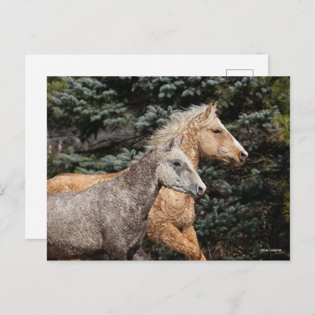 Postal Bob Langrish | Dos Caballos de Curly Bashkir (Anverso / Reverso)