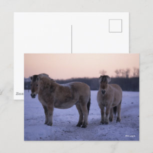 Postal Bob Langrish   Dos Caballos De Fiordos De Nieve