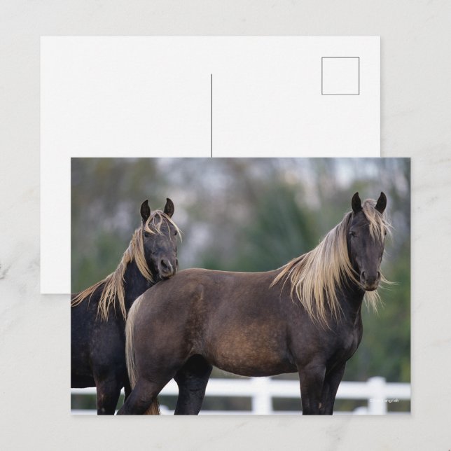 Postal Bob Langrish | Dos caballos De Montaña Rocosos De  (Anverso / Reverso)