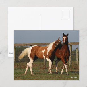 Postal Bob Langrish   Dos caballos de pintura juegan junt