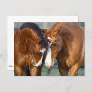 Postal Bob Langrish   Dos Caballos juntos