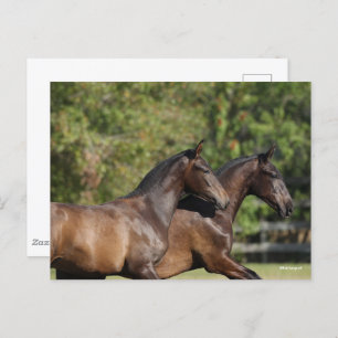 Postal Bob Langrish   Dos caballos marrones andaluces en