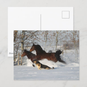 Postal Bob Langrish Dos caballos Morgan y Perro en Niev