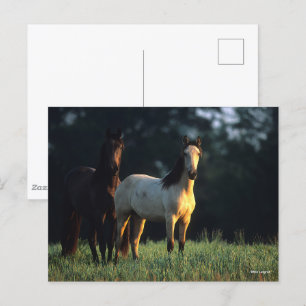 Postal Bob Langrish   Dos Kiger Mustangs de pie