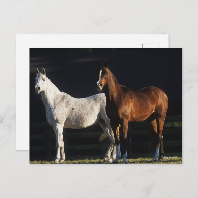 Postal Bob Langrish | Dos Mares Árabes Parados A La Luz D (Anverso / Reverso)