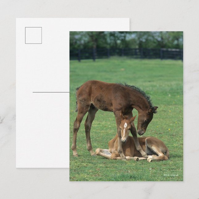 Postal Bob Langrish | Dos toros de caballos Morgan jugand (Anverso / Reverso)