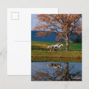 Postal Bob Langrish   Dos Warmbloods Juntas Por Lago