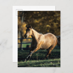 Postal Bob Langrish   Dun Quarter Horse Running
