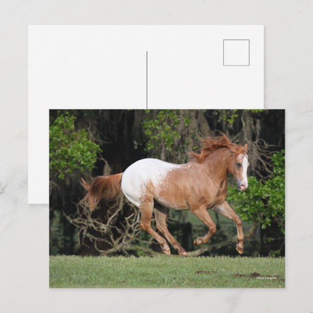 Postal Bob Langrish | Ejecución de Appaloosa (Anverso / Reverso)