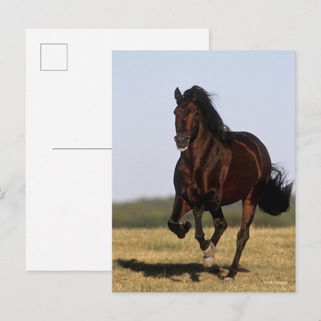 Postal Bob Langrish | Ejecución de Stallion andaluza (Anverso / Reverso)