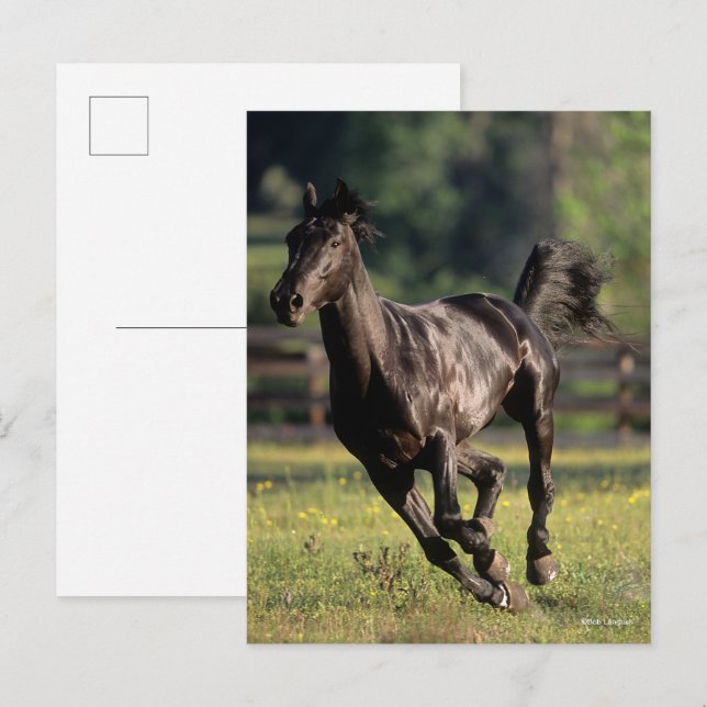 Postal Bob Langrish | Ejecución de Stallion Black Warmblo (Anverso / Reverso)