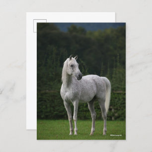 Postal Bob Langrish   Estallido árabe gris en pie